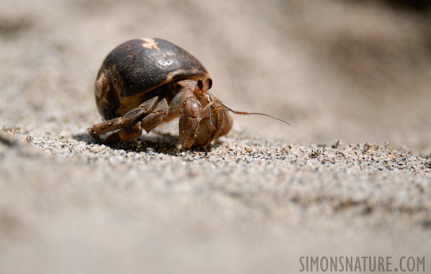 Paguroidea (Superfamily) [400 mm, 1/1000 Sek. bei f / 4.0, ISO 200]